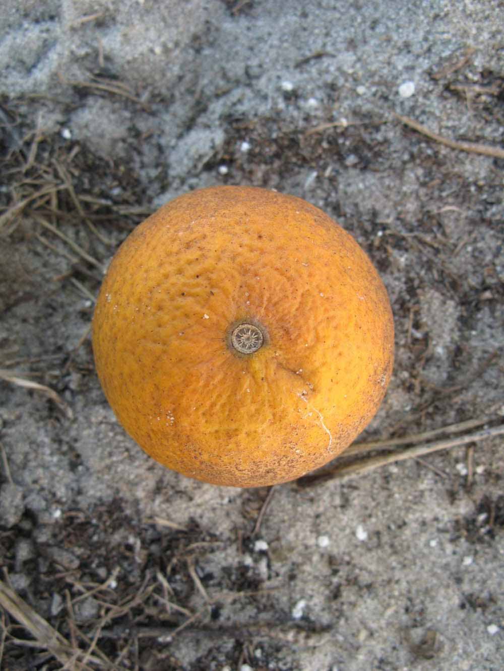            Fruit (Winter Haven, FL)   